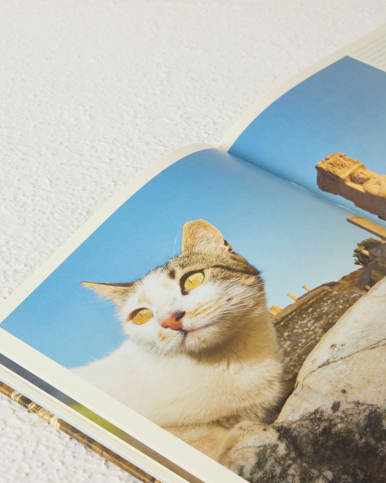 Cats of Ephesus