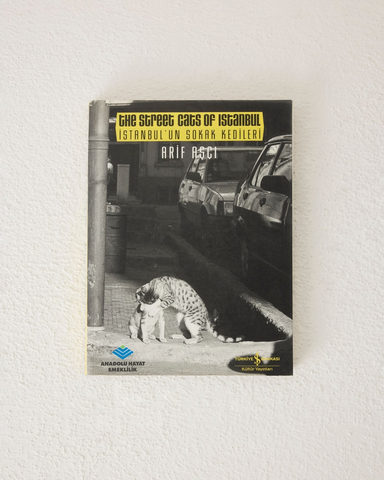 The Street Cats of Istanbul
